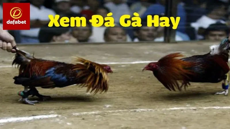 Tại sao đá gà trên mạng luôn thua- Đá gà